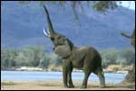 Imagine cu elefant, poze cu animale