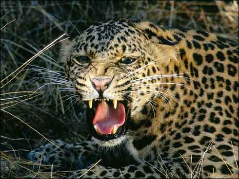 Imagine cu leopard, poze cu animale